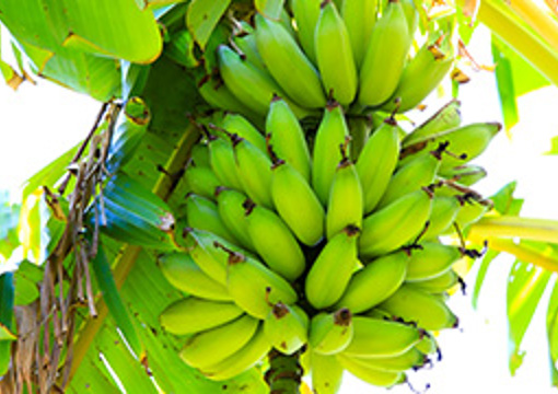 Banana Tree - Kennel Hill Reserve preview image