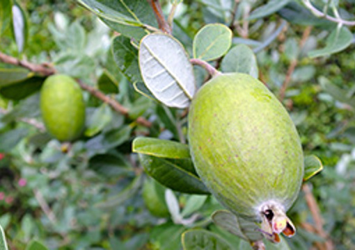Feijoa Tree - Henderson Valley Green 1 preview image