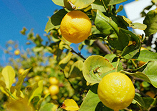 Lemon Tree - Ramlea Park preview image