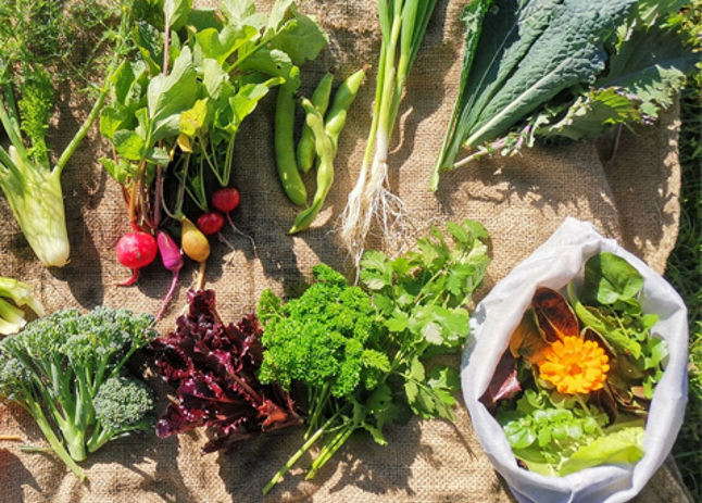 Tāmaki Urban Market Garden preview image