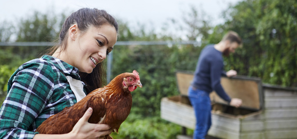 Beginner’s guide to keeping chickens