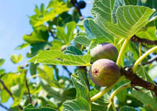 Fig Tree - Ashton Avenue preview image
