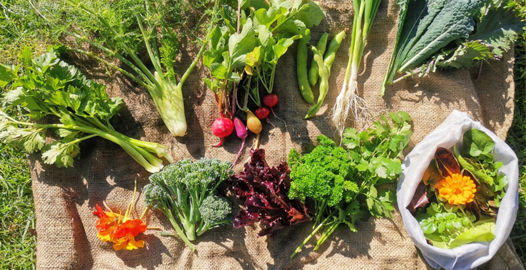 Tāmaki Urban Market Garden hero image