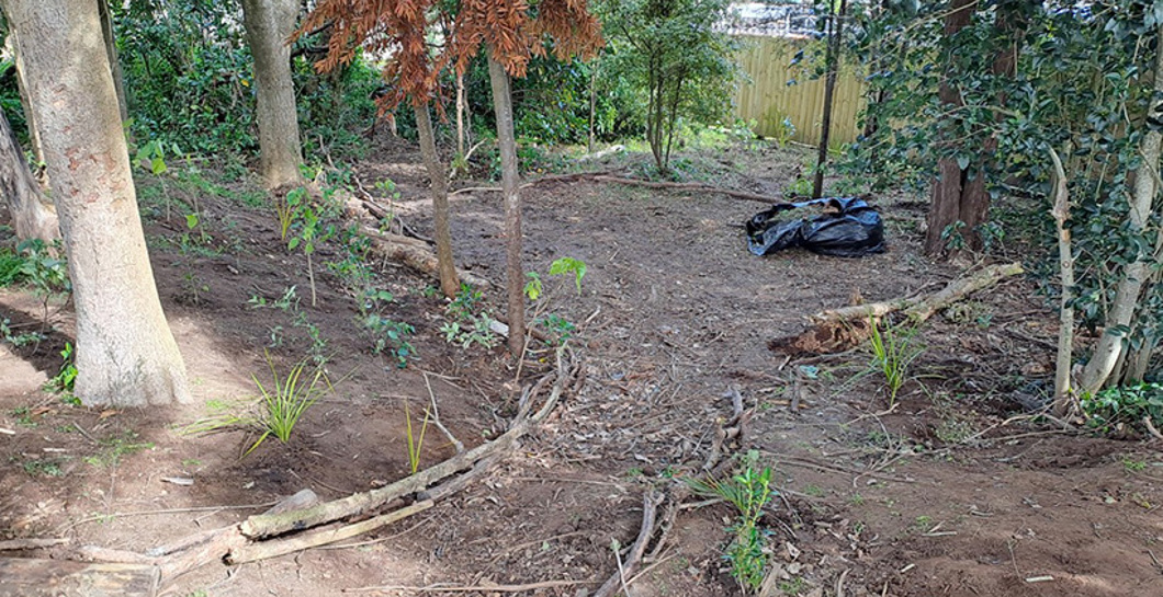 Unloved Native Bush Finally Gets Some Love image