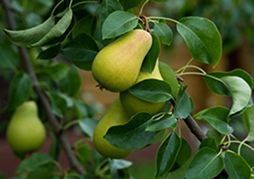 Pear Tree - Cranwell Park 1 preview image