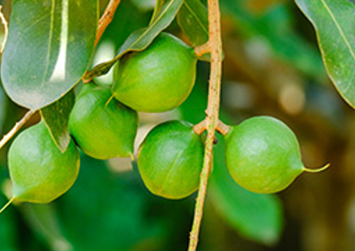Macadamia Nut - Woodall Park 1 preview image