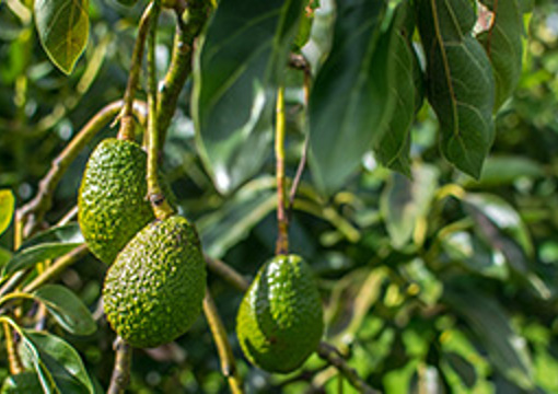Avocado Tree - Otuataua Stonefields Reserve preview image