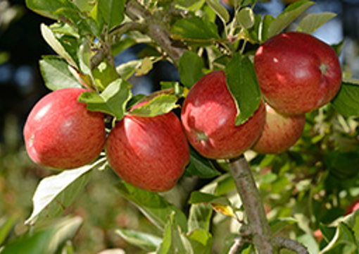 Apple Tree preview image
